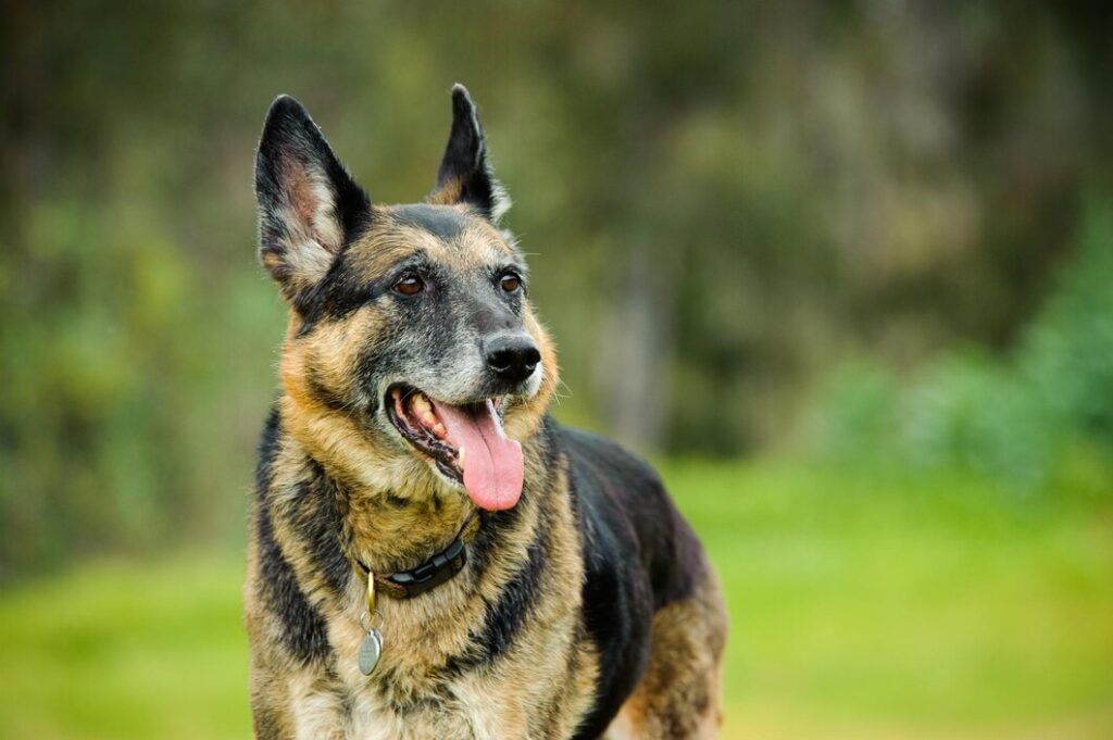 Eliminate Harmful Products for your German Shepherd