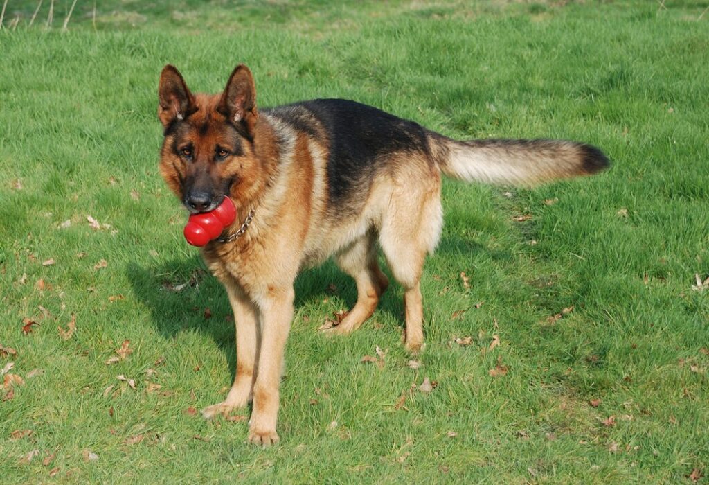 Balanced Diet for your German Shepherd