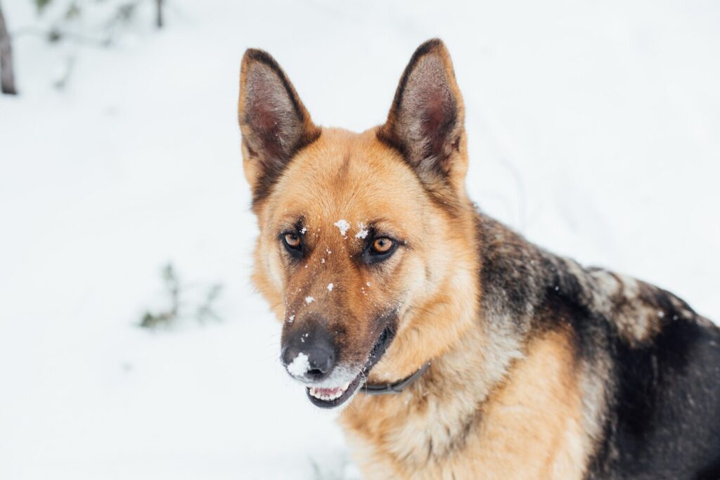Health and Hygiene maintenance for your German Shepherd