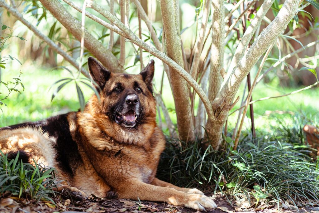 Education and Training for your German Shepherd