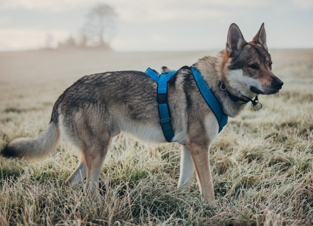 German Shepherd Socialization